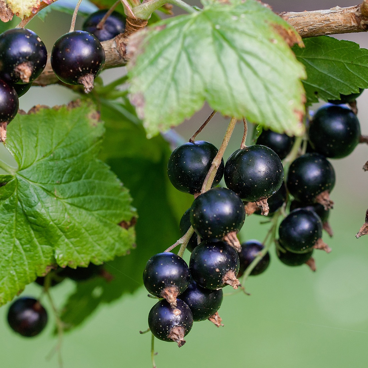 cassis-phytologie-naturopathie