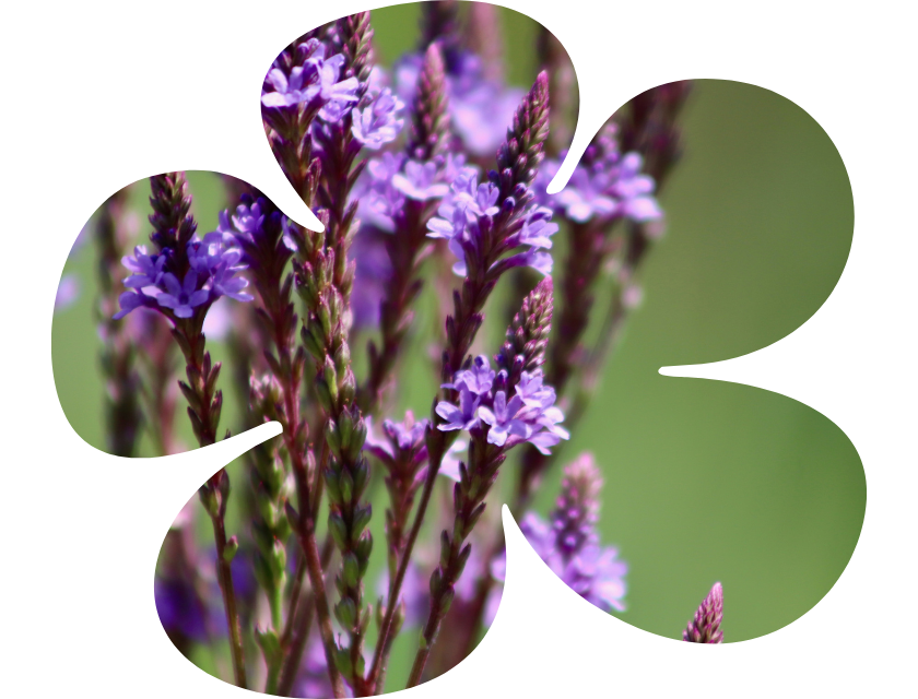 Fleurs de Bach – verveine