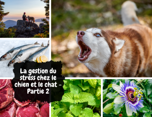 La gestion du stress chez le chien et le chat – Partie 2