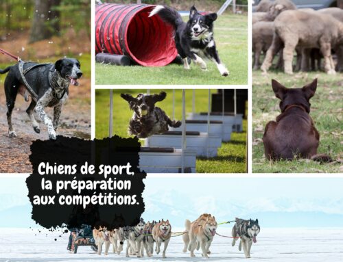 Chiens de sport, la préparation aux compétitions.