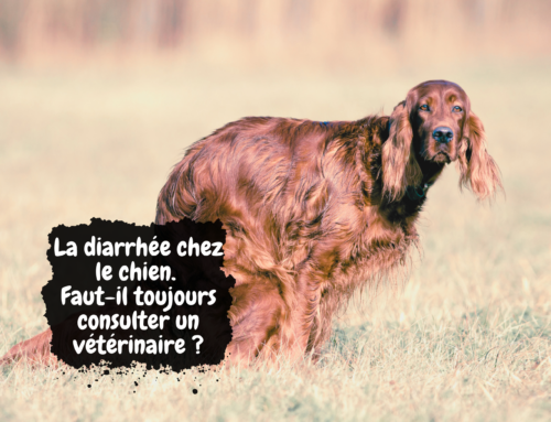 La diarrhée chez le chien. Faut-il toujours consulter un vétérinaire ?