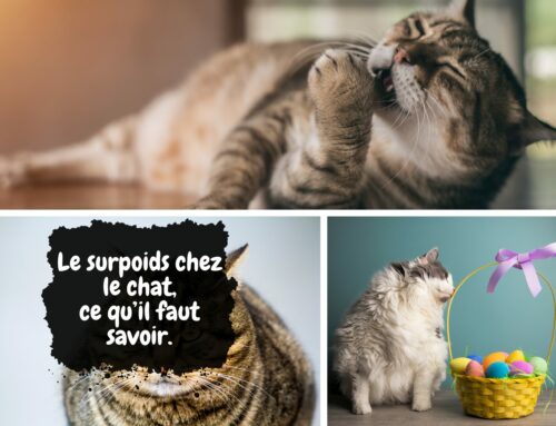 Le surpoids chez le chat, ce qu’il faut savoir.
