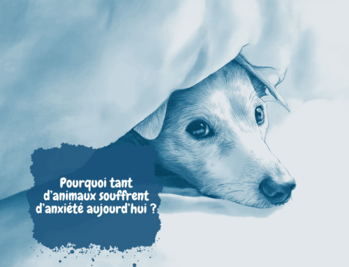 Pourquoi tant d’animaux souffrent d’anxiété aujourd’hui ?