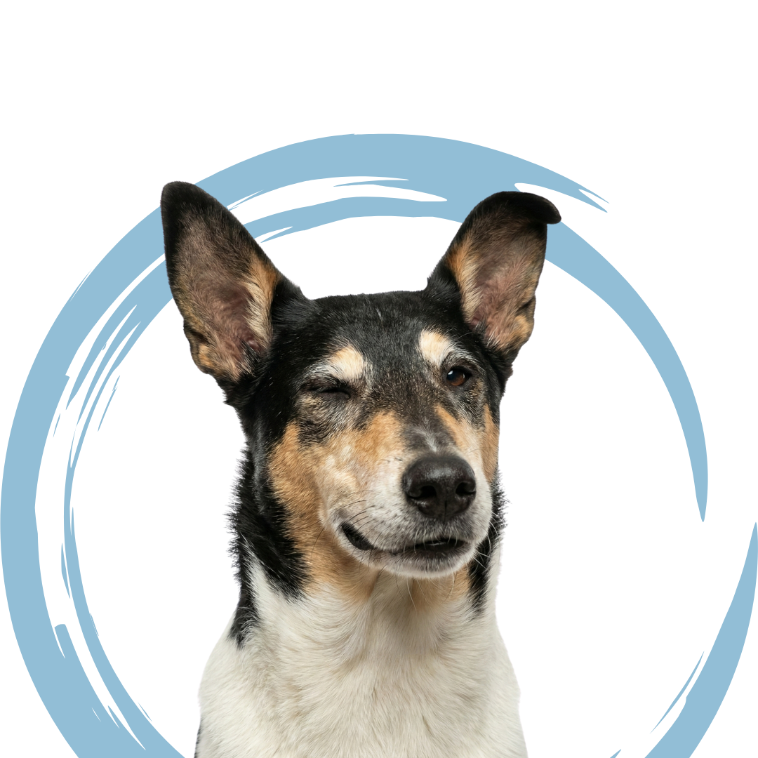 image naturopathie animale bilan colley poil court qui fait un clin d’oeil image naturopathie animale colley poil court clin d'oeil