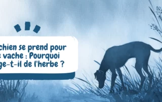 bannière pourquoi mon chien mange-t-il de l'herbe