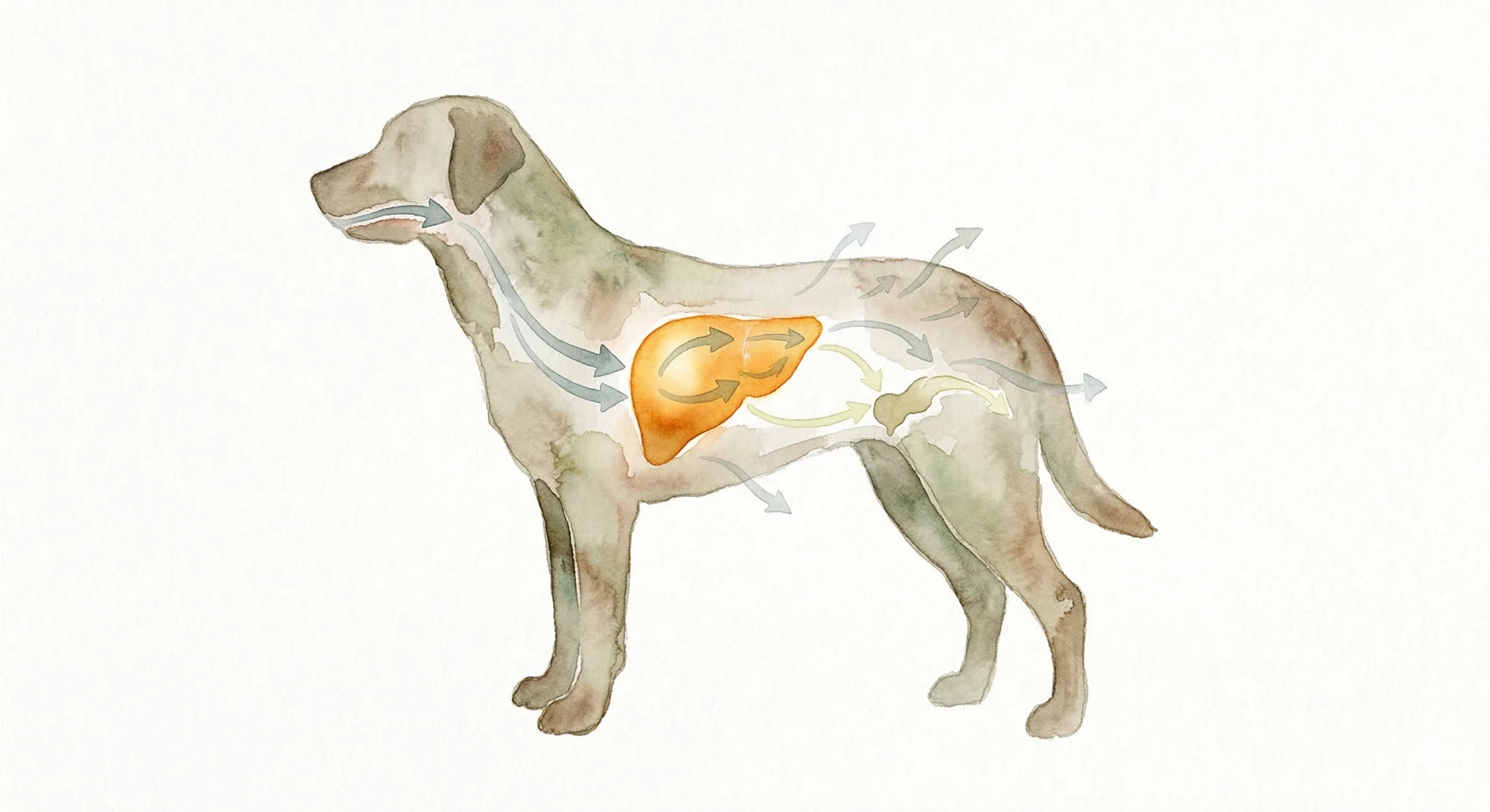 Peau rouge et grattages Pourquoi les problèmes de votre animal reviennent-ils sans cesse – le foie filtre tout chien Peau rouge et grattages Pourquoi les problèmes de votre animal reviennent-ils sans cesse - le foie filtre tout chien