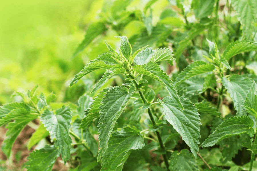 Peau rouge et grattages Pourquoi les problèmes de votre animal reviennent-ils sans cesse – ortie Peau rouge et grattages Pourquoi les problèmes de votre animal reviennent-ils sans cesse - ortie