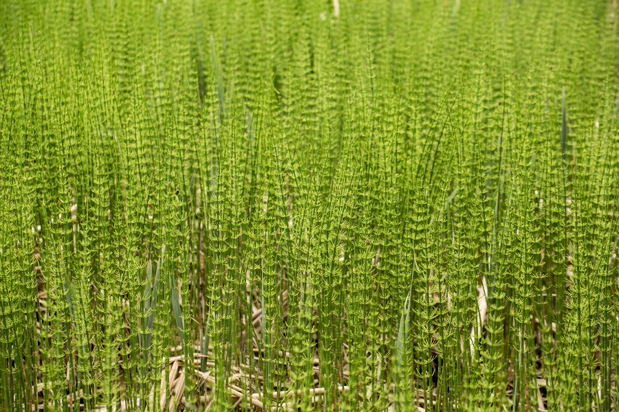 Prêle des champs - naturopathie animale
