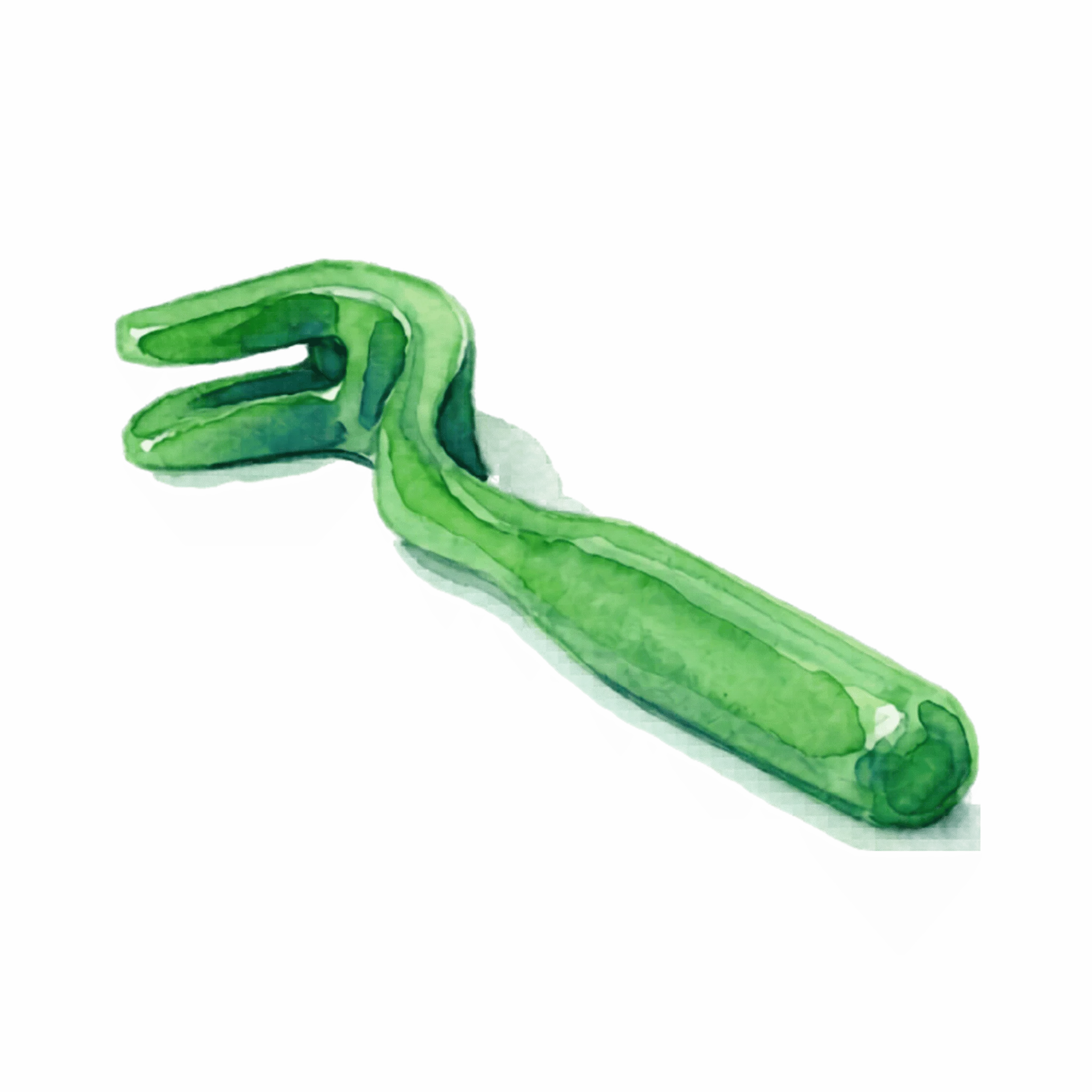 Après la balade, le bon réflexe comment détecter et retirer une tique - Retirer une tique - Tire-tique