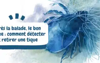 Après la balade, le bon réflexe comment détecter et retirer une tique - article