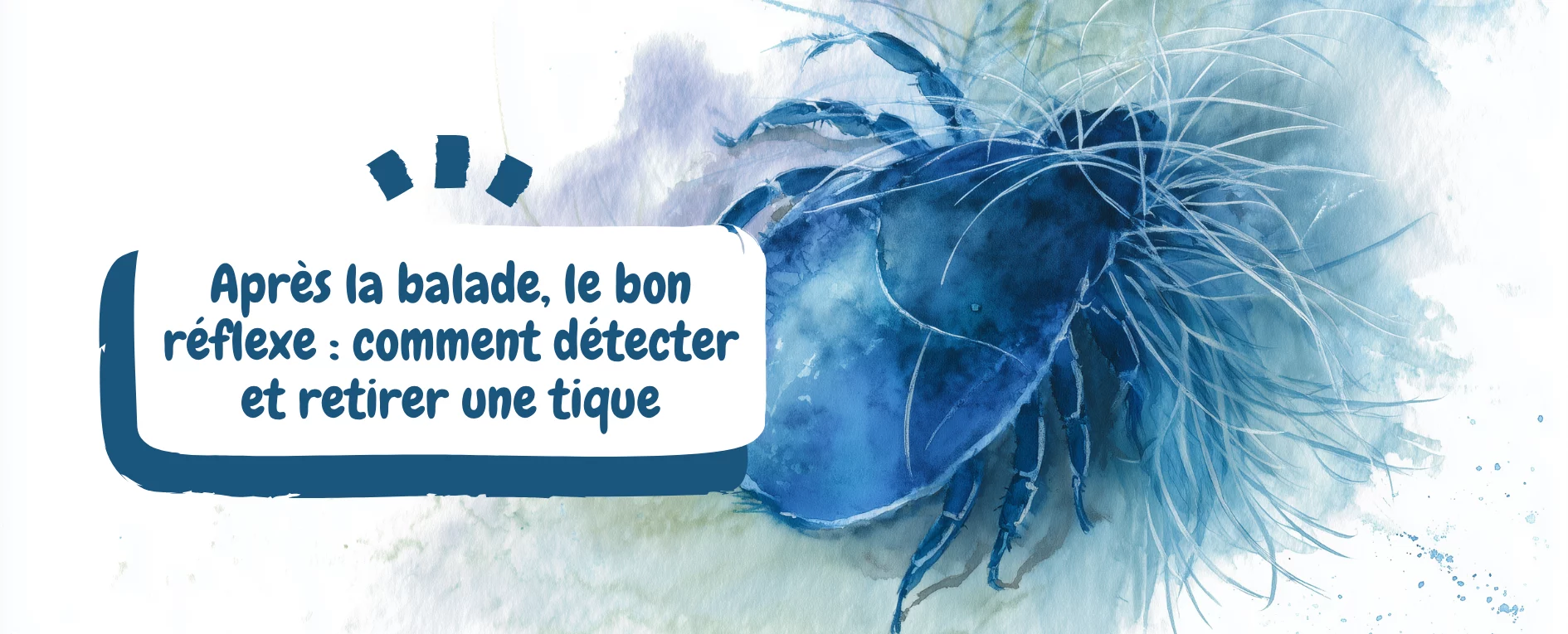 Après la balade, le bon réflexe comment détecter et retirer une tique - article