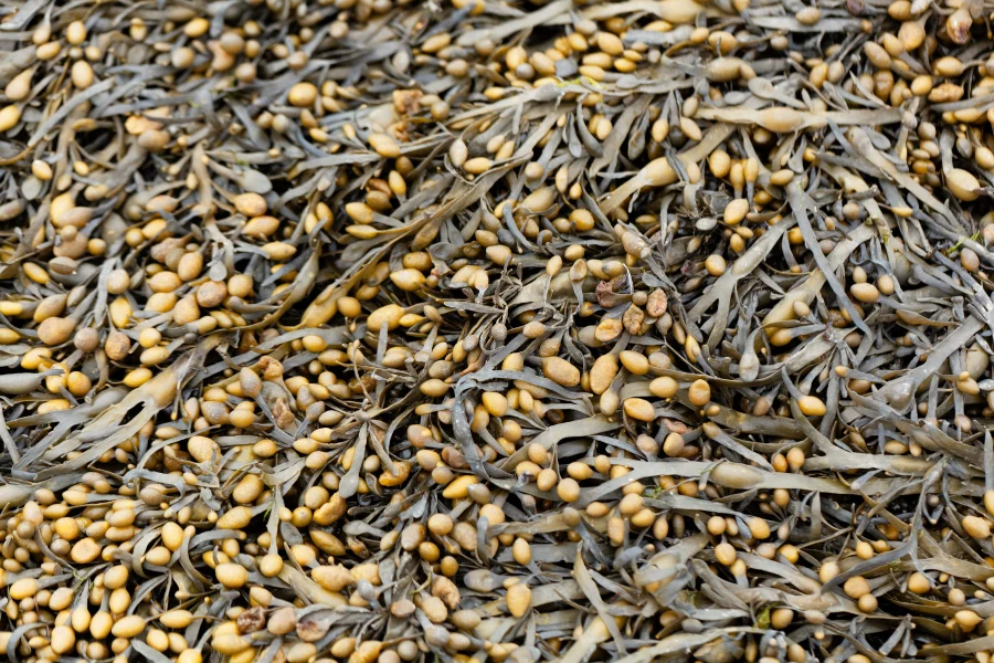 Tartre chez le chat – algue Ascophyllum Nodosum