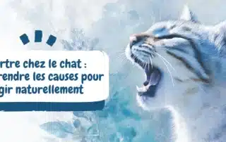 Tartre chez le chat comprendre les causes pour agir naturellement
