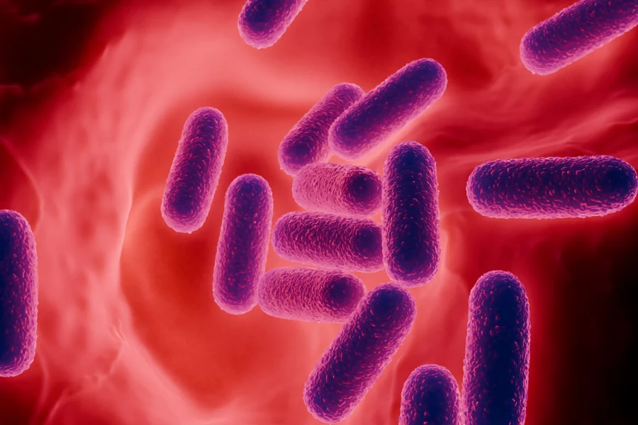 Tartre chez le chat – probiotiques Tartre chez le chat - probiotiques