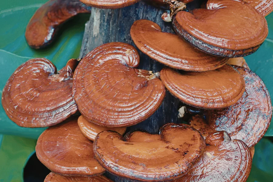 Tartre chez le chat – reishi Tartre chez le chat - reishi