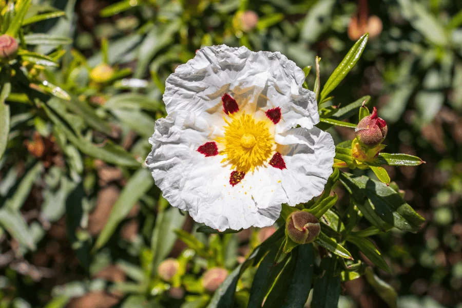 Tiques 5 compléments naturels pour rendre votre animal moins attractif - ciste à gomme