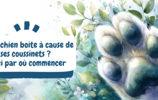 Votre chien boite à cause de ses coussinets Voici par où commencer