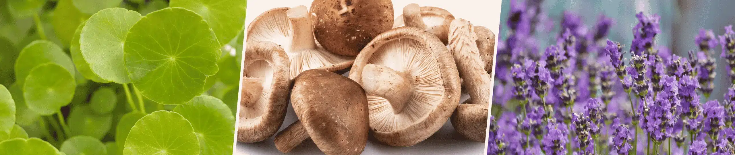 Votre chien boite à cause de ses coussinets Voici par où commencer – Centella Asiatica shiitake lavande aspic Votre chien boite à cause de ses coussinets Voici par où commencer - Centella Asiatica shiitake lavande aspic
