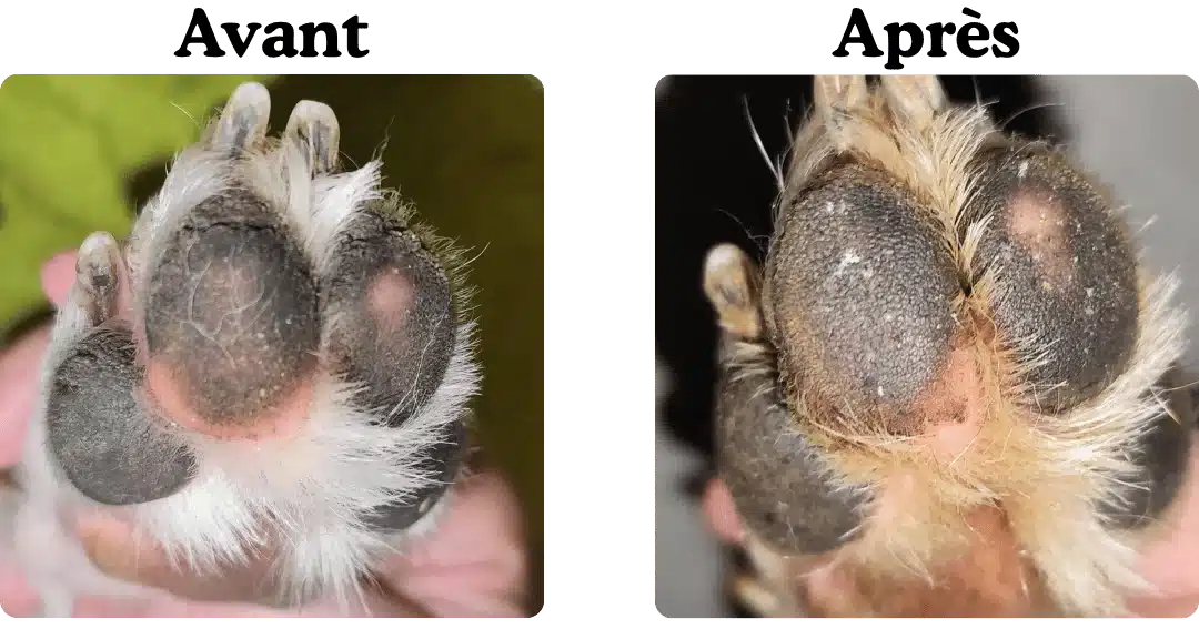 Votre chien boite à cause de ses coussinets Voici par où commencer – évolution coussinet crevasse Votre chien boite à cause de ses coussinets Voici par où commencer - évolution coussinet crevasse