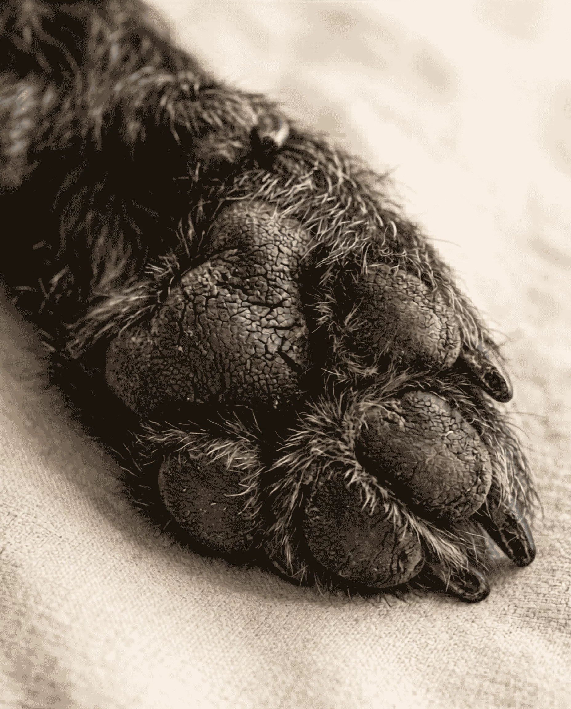 Votre chien boite à cause de ses coussinets Voici par où commencer – pourquoi les coussinets se fissurent-ils Votre chien boite à cause de ses coussinets Voici par où commencer - pourquoi les coussinets se fissurent-ils