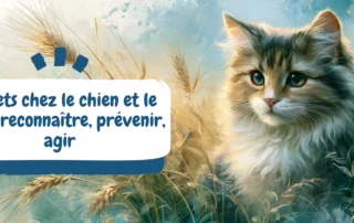 Épillets chez le chien et le chat reconnaître, prévenir, agir - bannière article