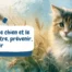 Épillets chez le chien et le chat reconnaître, prévenir, agir - bannière article
