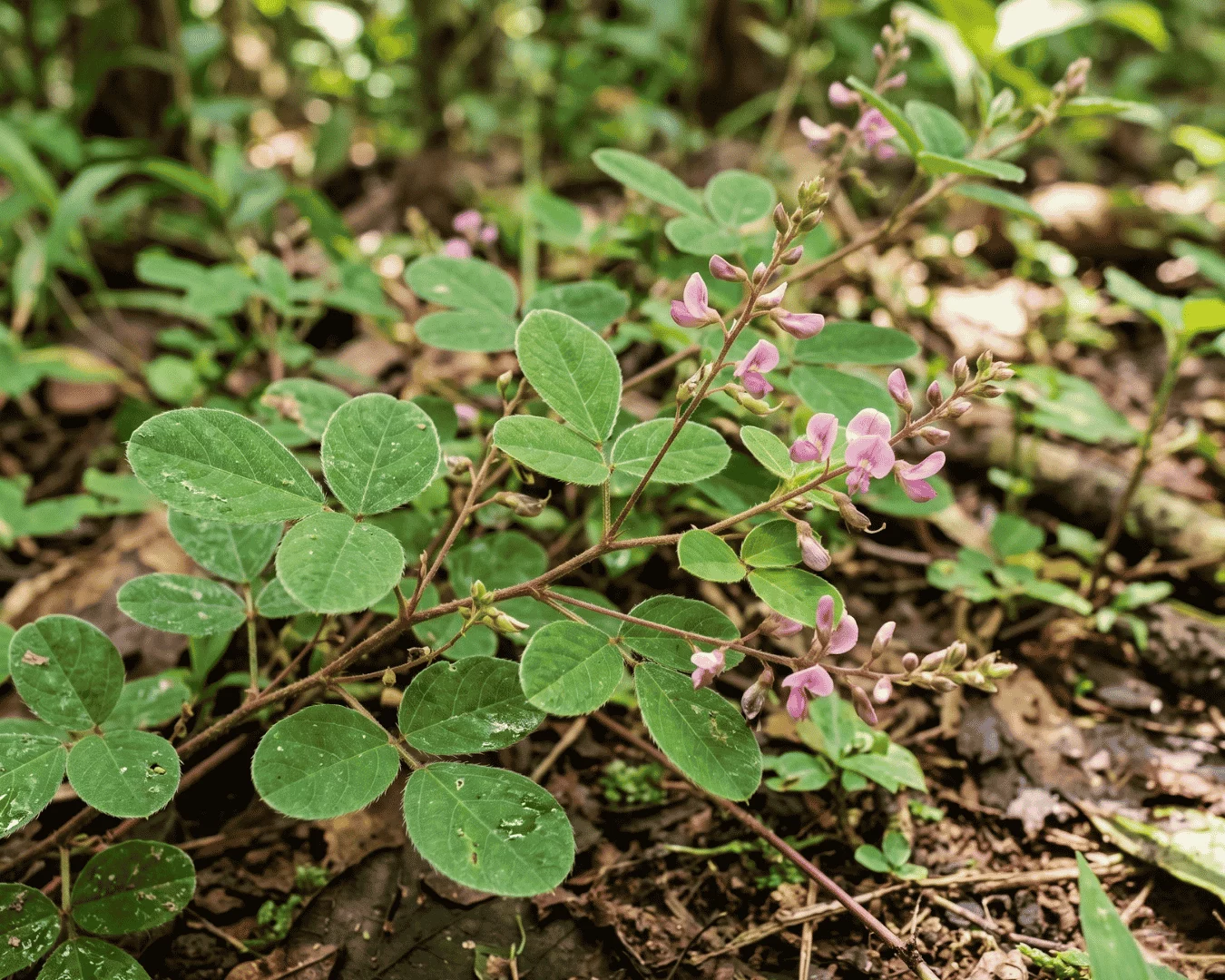 Intoxication aux cyanobactéries chez le chien urgence, soins et récupération naturelle – Desmodium plante Intoxication aux cyanobactéries chez le chien urgence, soins et récupération naturelle - Desmodium plante
