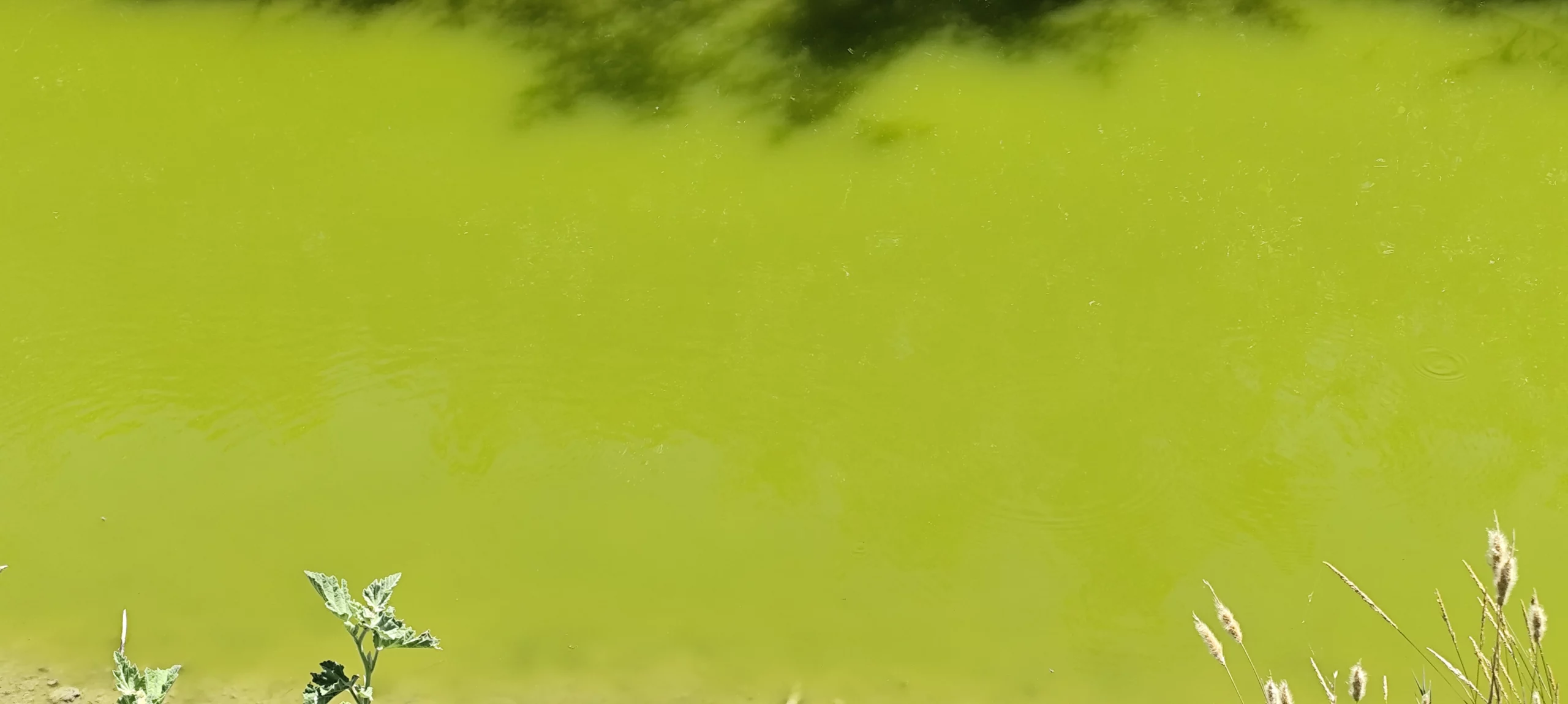Intoxication aux cyanobactéries chez le chien urgence, soins et récupération naturelle – couleur bleu ou vert de l’eau Intoxication aux cyanobactéries chez le chien urgence, soins et récupération naturelle - couleur bleu ou vert de l'eau