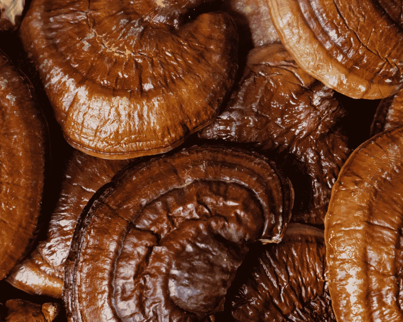 Intoxication aux cyanobactéries chez le chien urgence, soins et récupération naturelle – reishi champignon Intoxication aux cyanobactéries chez le chien urgence, soins et récupération naturelle - reishi champignon