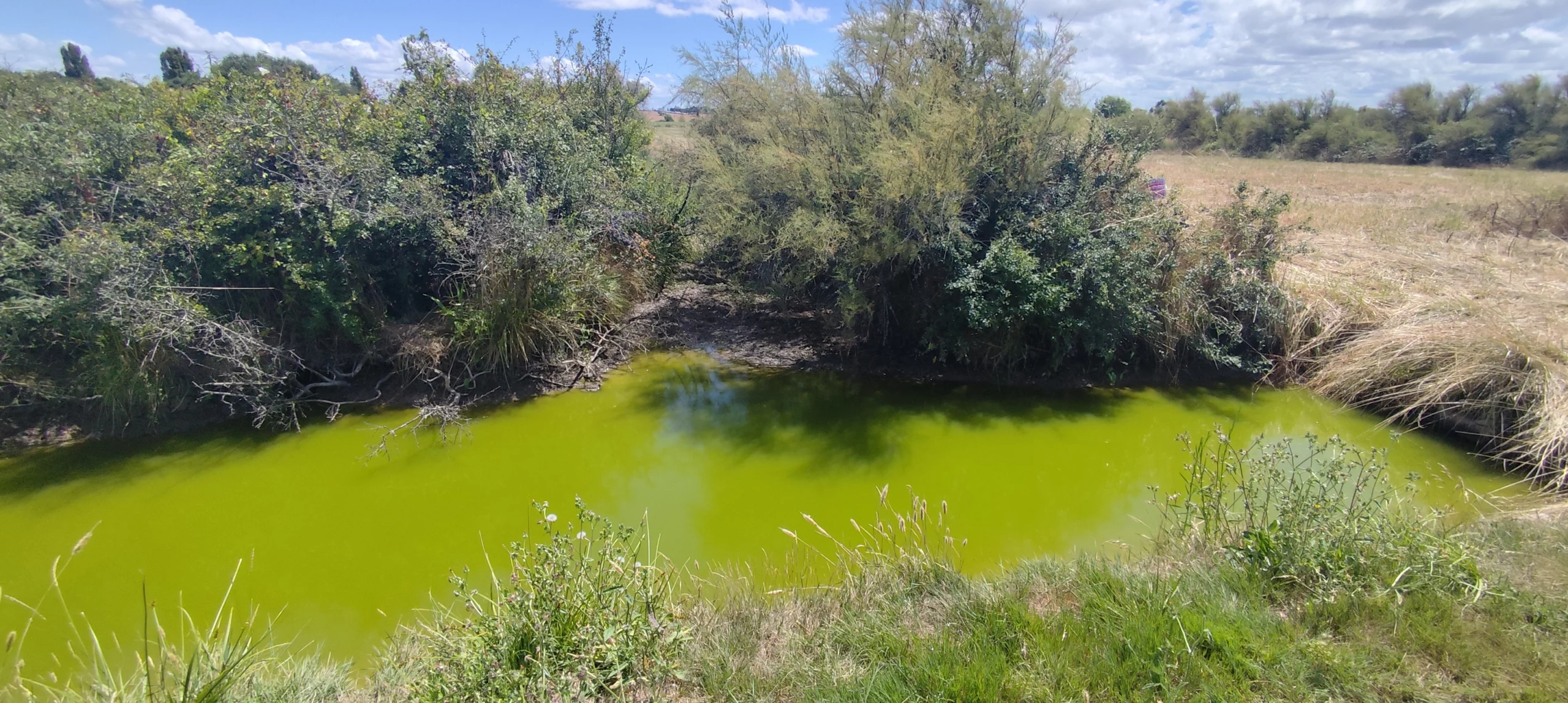Intoxication aux cyanobactéries chez le chien urgence, soins et récupération naturelle – bassin contenant des cyanobactéries Intoxication aux cyanobactéries chez le chien urgence, soins et récupération naturelle - bassin contenant des cyanobactéries