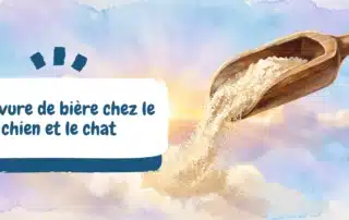 La levure de bière chez le chien et le chat - bannière article