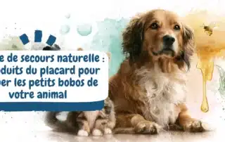 Trousse de secours naturelle 5 produits du placard pour soigner les petits bobos de votre animal - bannière article