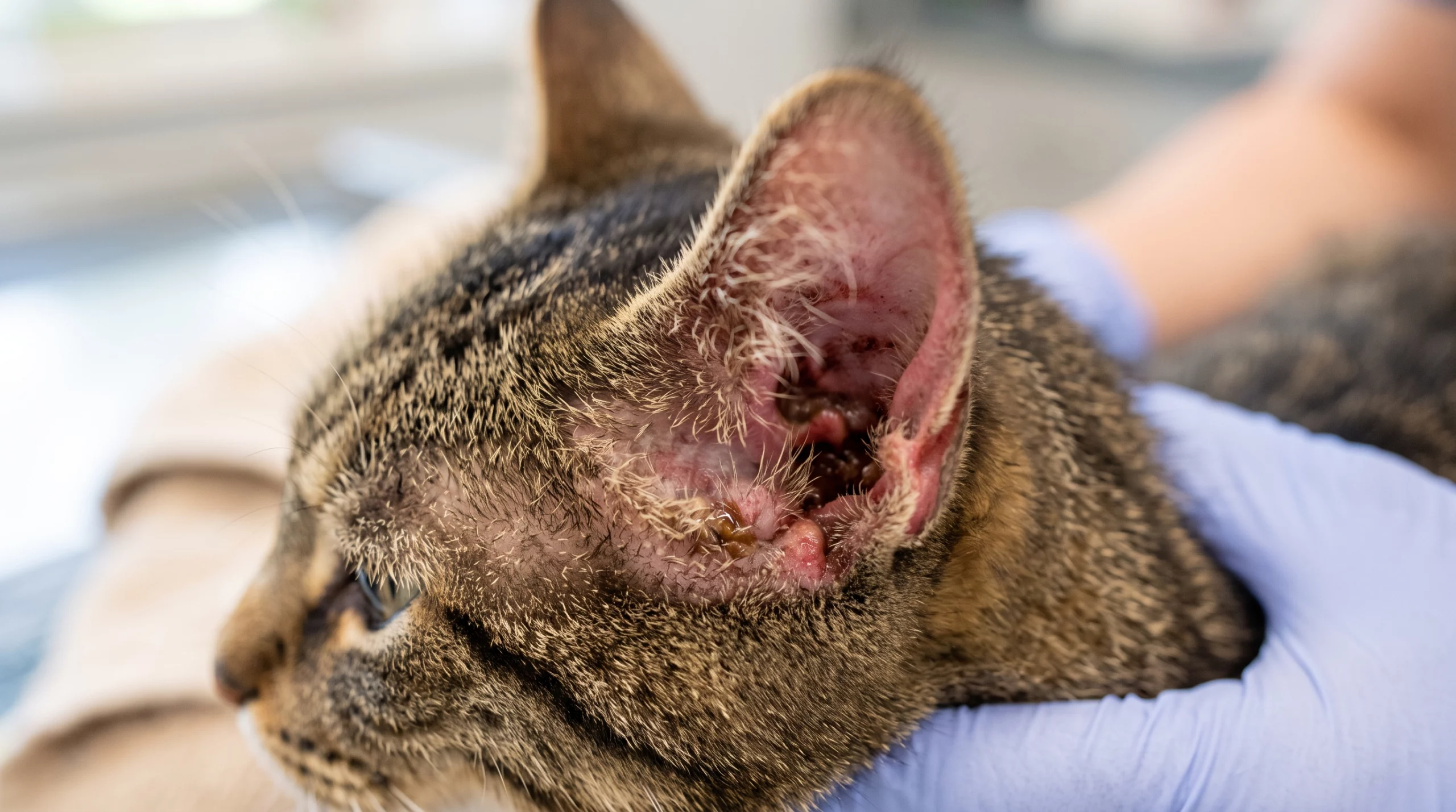 Antibiotiques et santé intestinale du chien et du chat – signes cutanées allergiques Antibiotiques et santé intestinale du chien et du chat - signes cutanées allergiques