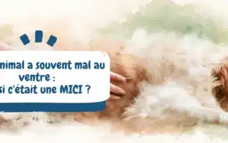 Mon animal a souvent mal au ventre et si c'était une MICI - bannière article de blog