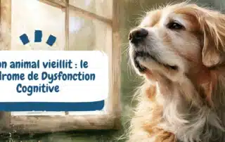 Mon animal vieillit le Syndrome de Dysfonction Cognitive - bannière article chien âgé