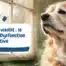 Mon animal vieillit le Syndrome de Dysfonction Cognitive - bannière article chien âgé